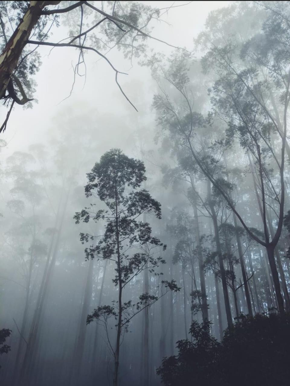 Springdale Villa Kodaikanal Eksteriør billede
